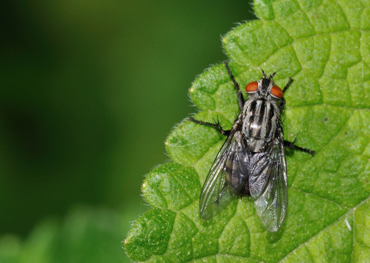 Sarcophaga sp. (Sarcophagidae)